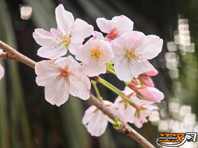 太美了！荆州市中山公园300株早樱盛放！