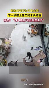 狗狗反常行为引走女孩 下一秒楼上施工的木头掉落