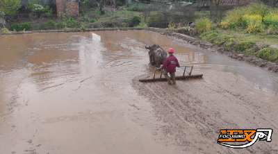 春耕正当时 | “土专家”刘飞 ：育秧有“金点子” 更懂“土办法”