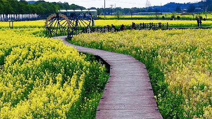 松滋市农业农村局：无人机“飞防”+专家指导  全力推进油菜“一促四防”