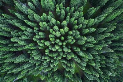 中国人种树到底有多厉害？