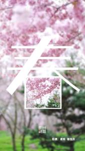 【春日荆州】：今日份的浪漫，是荆州给的