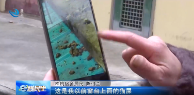 e线民生 | 流浪猫扰民 居民楼里来了不速之客