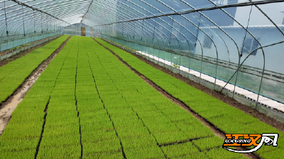 石首市团山寺镇：“智慧工厂”育新苗 春耕跑出“加速度”