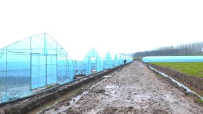 荆州江陵县：每亩可增收200元！熊河镇良种+农机+补贴解锁增产密码 