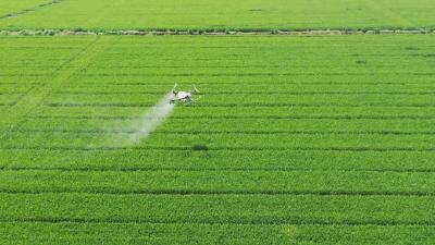 荆州公安县：60万亩麦田开启“飞行模式”！