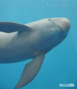 长江江豚正式成为武汉城市吉祥物