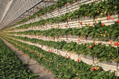 这个地方，出台“草莓法”！