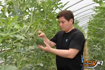 全国劳动模范徐锋：把“果蔬袋子”变成村民“钱袋子”