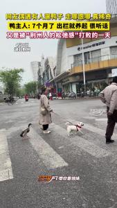 好有灵性的鸭鸭~