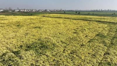 菊灿如金！江陵菊花产业 敲开“花样”致富门