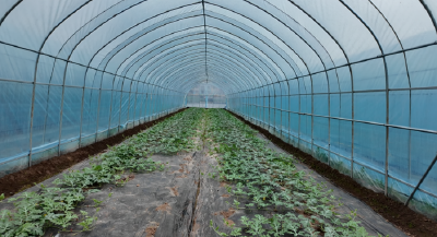 荆州石首市：春忙正当时 大棚管护绘“丰”景