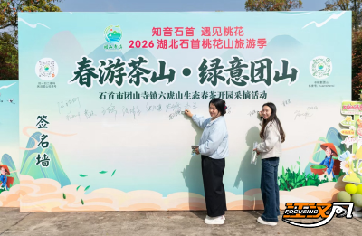 石首市团山寺镇举行“春游茶山 绿意团山”生态春茶开园采摘活动