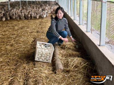 江陵县沙岗镇：全面推进“水改旱”  铸就蛋鸭养殖新模式