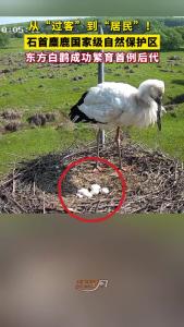 从“过客”到“居民”！石首麋鹿国家级自然保护区，东方白鹳成功繁育首例后代