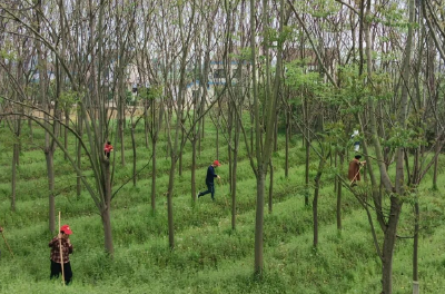 松滋市八宝镇：汛前全面巡堤 筑牢安全防线