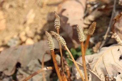 8岁男孩爬山发现金矿线索！后续来了