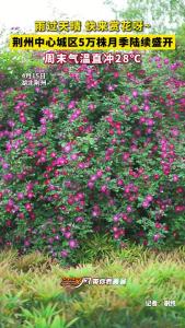 雨过天晴，走，去荆州看月季！