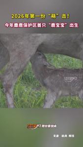 湖北荆州：萌化了！石首麋鹿保护区迎来2026年第一位“鹿宝宝”