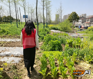 荆州区荆西社区：“人工踏查”禁种铲毒  筑牢无毒安全网