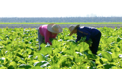 【办实事 在行动】江陵县马家寨乡同心村：算出共富账 走好共赢路