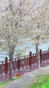 荆州古城樱花盛放，清明假期“荆州十二时辰”花神巡游等你来！