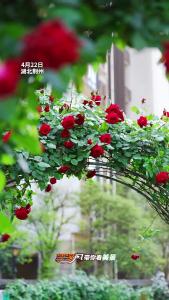 4月顶流回归！ 我的城市开满了鲜花，欢迎来荆州“走花路”