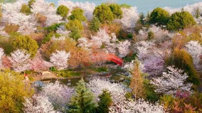 荆州：樱花雨+森林徒步+夜枕星河，解锁治愈春日