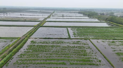 江陵县六合垸管理区鸭子湖社区：无人机“飞”进虾稻田