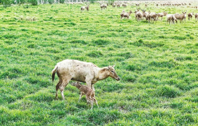 双喜临门！一只呱呱坠地，一只破壳而出