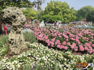 “五一”花事预告：荆州市中心城区月季、绣球两大花展同台斗艳