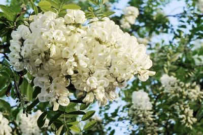 维生素C含量媲美橙子！最近，建议多吃这种花