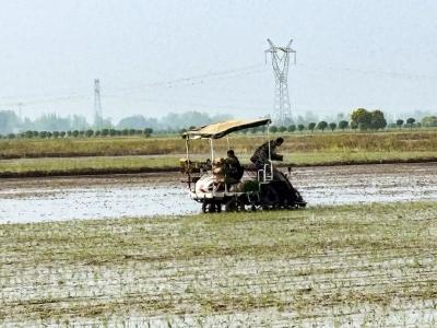 松滋：沃野“耕”新，2.3万亩早稻插秧过半