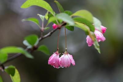 节气丨谷雨：谷雨春光晓，山川黛色青