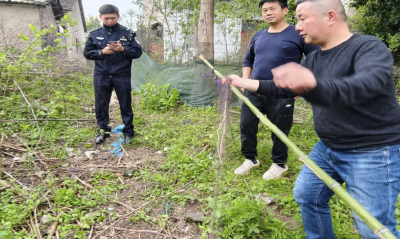 洪湖保护区“爱鸟周”期间迅速拆除非法捕鸟网 成功解救一只乌鸫