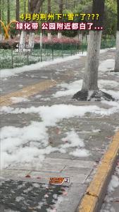4月的荆州下“雪”了？？？绿化带 公园附近都白了