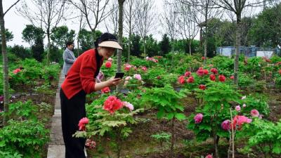 荆州松滋：繁花似锦！2万余株牡丹迎来盛放