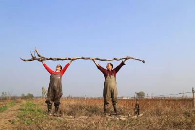 682家规上企业、793万亩良田……荆州“三农”背后的红色密码
