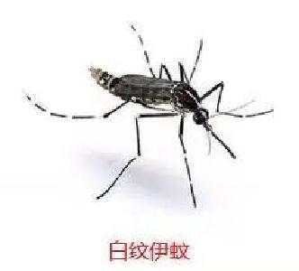 爱国卫生月｜荆州疾控：想远离蚊鼠蜱？从源头做起！