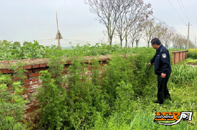 松滋：开展春季禁种铲毒专项行动 筑牢禁毒安全防线