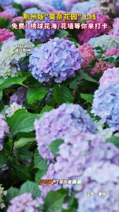 花漾荆州 绣球传情