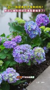 "五一"假期真的不来荆州吗？那这么美的绣球花海我要独享了