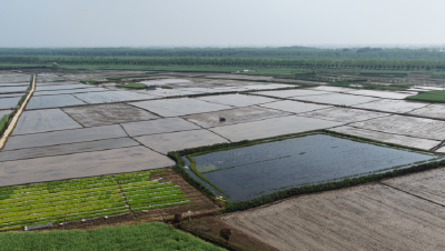 石首市：春日水田披新绿 机械穿梭插秧忙