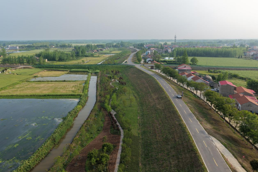 石首天鹅洲：筑牢生态屏障  长江故道最美杉林景观亮相