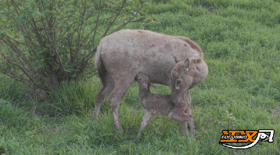 石首麋鹿国家级自然保护区“双喜临门” 生态家园生机盎然
