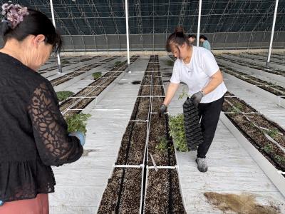 智慧大棚“种”出科技范儿 荆州九丰智慧农业及农文旅项目首批番茄预计7月抢“鲜”上市