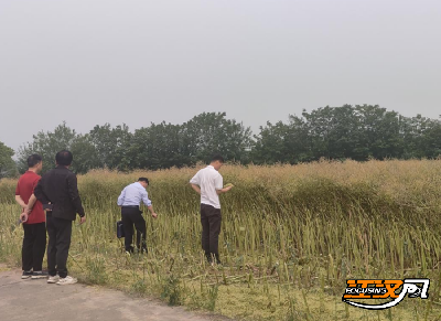 石首市久合垸乡：科技测产验成效 油菜丰产稳粮安