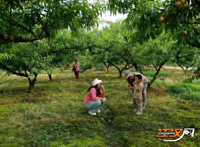 石首市久合垸乡：“致富果”挂满枝 甜蜜产业促农增收
