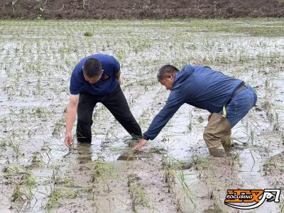 农技专家深入田间地头“把脉问诊”  指导农户开展生产自救
