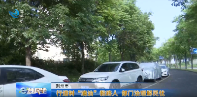 e线民生 | 行道树“滴油”黏路人 部门治理解民忧